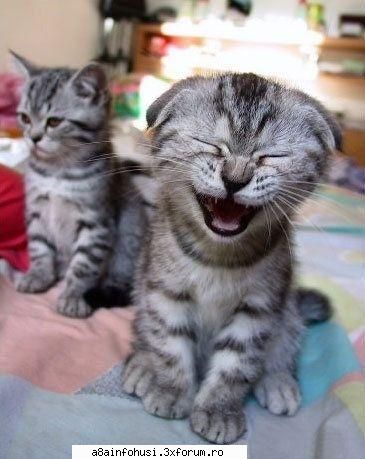 ale .... vez vez...nu`l mai iubi atat.... k... are cin` sa`l sor`mea aia animala care nu are nici o
